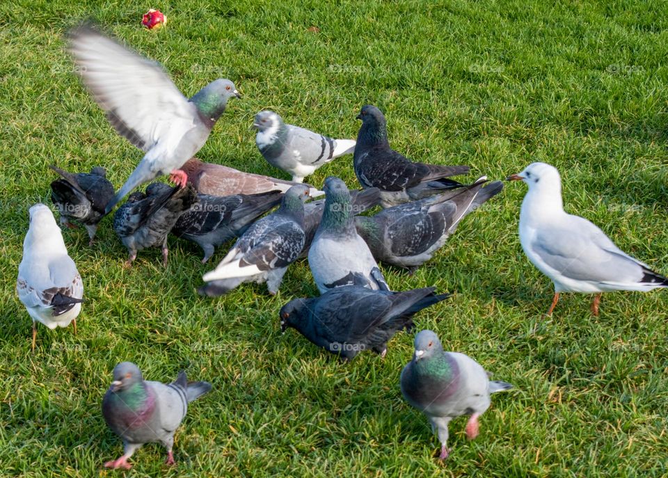 Birds in the garden