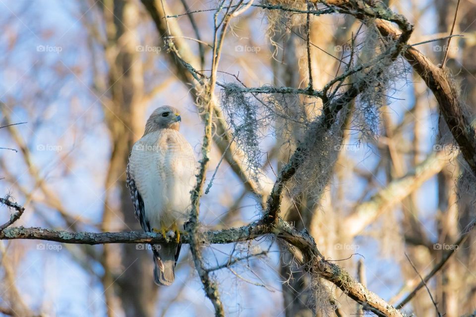 Beautiful red shouldered hawk perched on a mossy tree branch in the woods with a blue sky