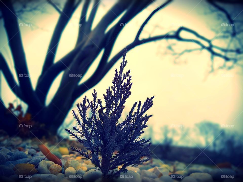 Tiny little tree just hanging out in some rocks.