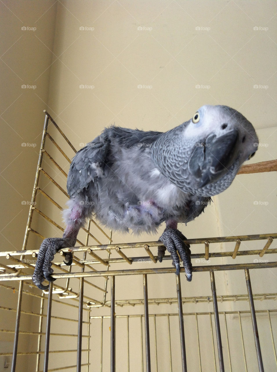 grey animal bird parrot by gollinakos