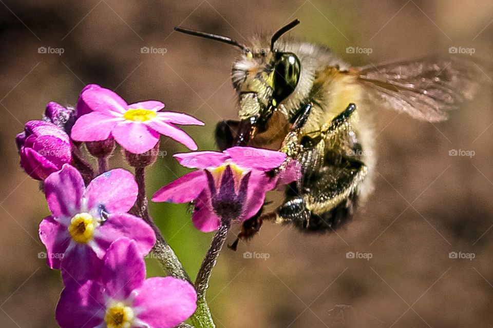 Bee at the spring flower