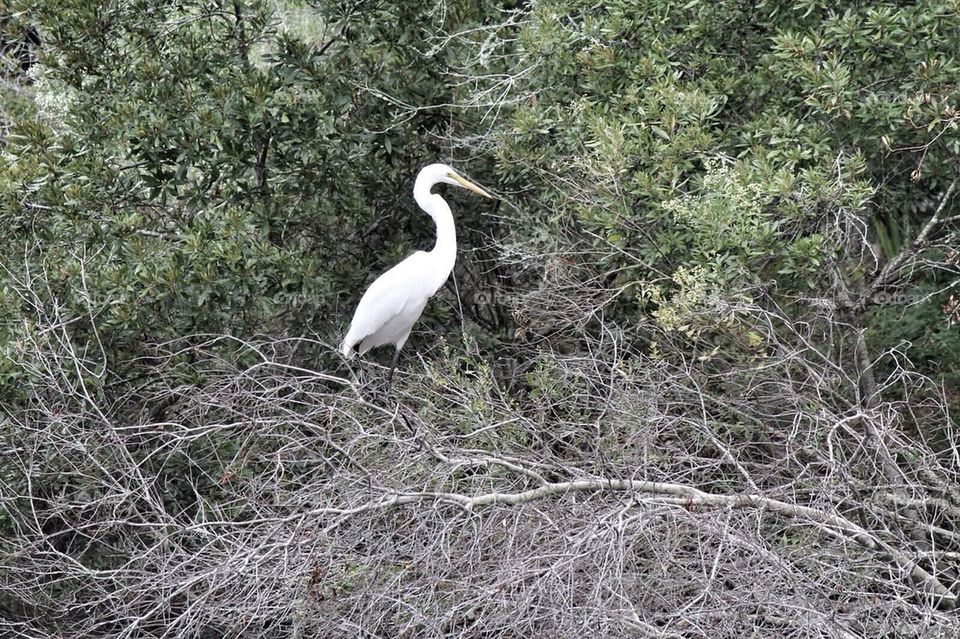 Egret