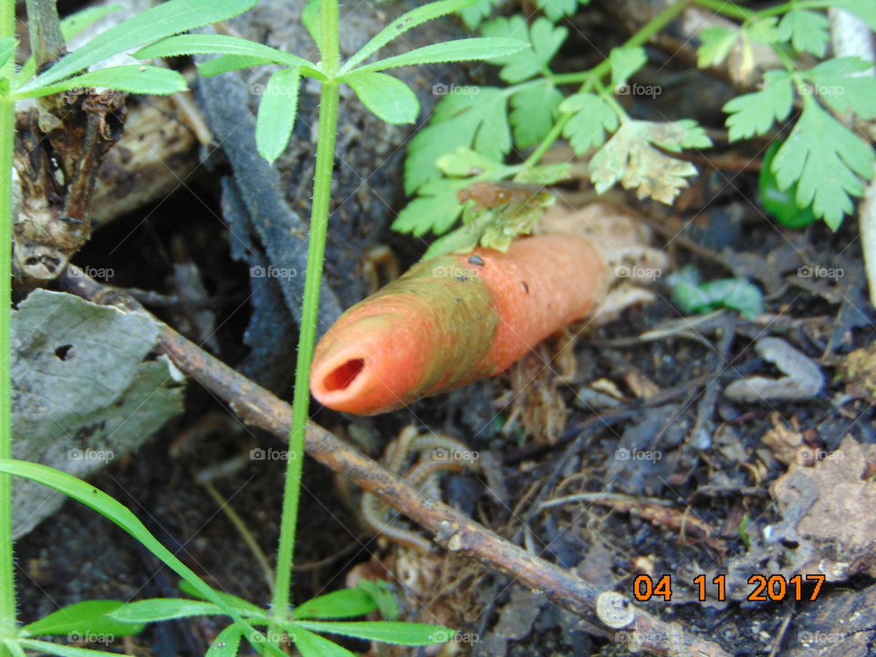 stinkhorn mushroom in the woods