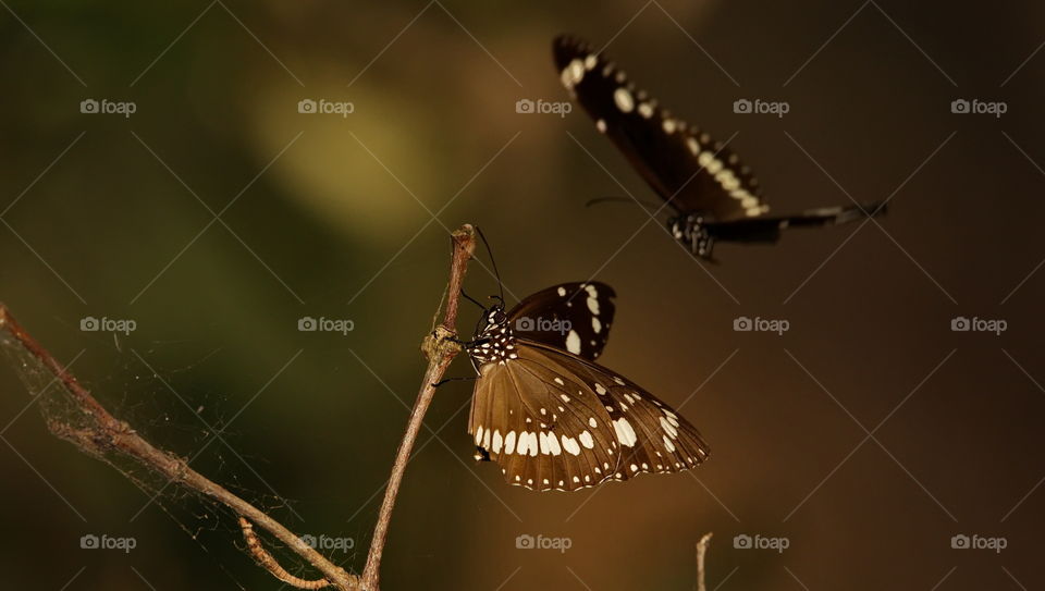 butterfly  common crow