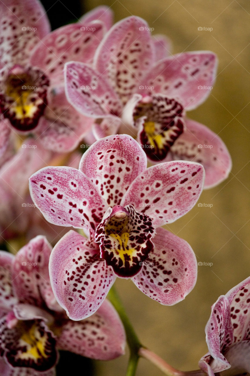Pink Dot Orchid 