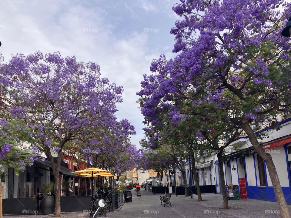 Urban nature with jacaranda blooming 