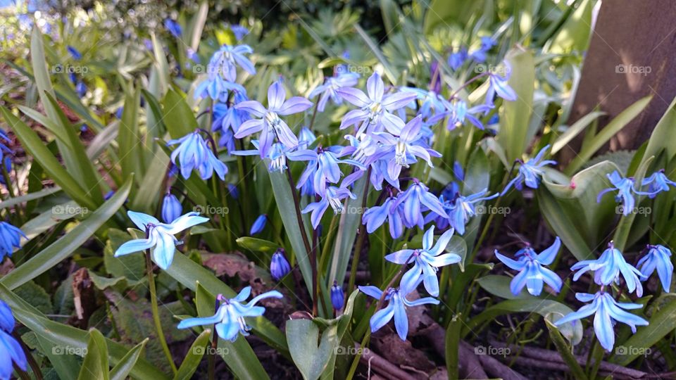 Purple flower blooming in garden