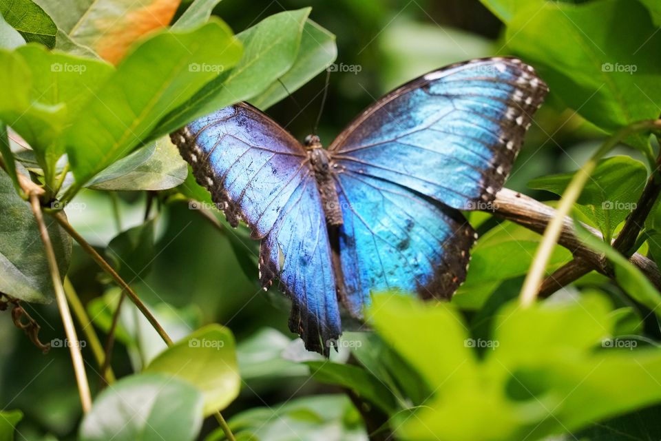 Blue Morpho Butterfly