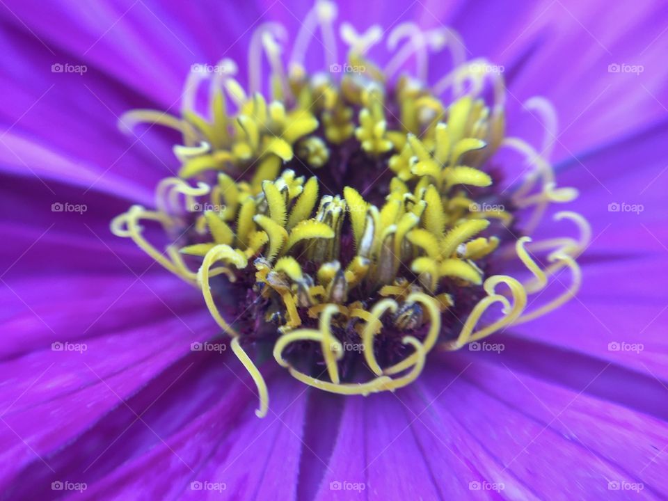 Beauty shade and texture of Pollen in flower