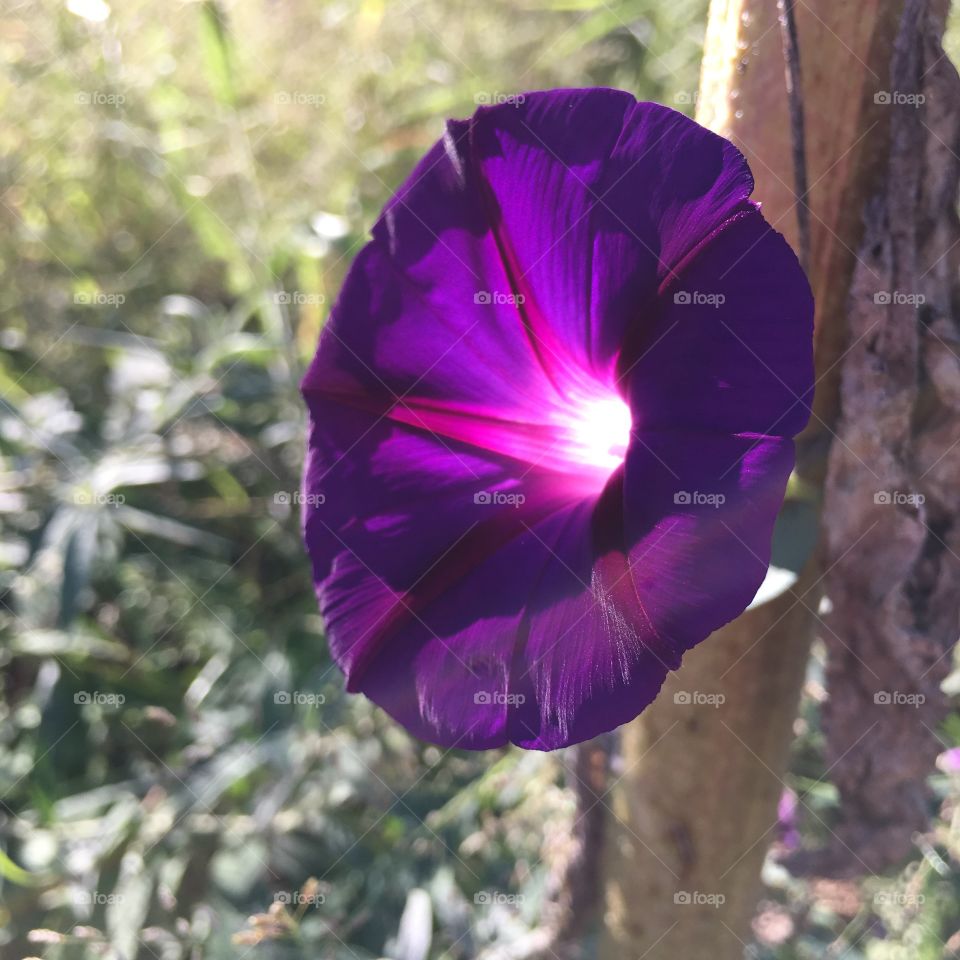 Purple flower on fence