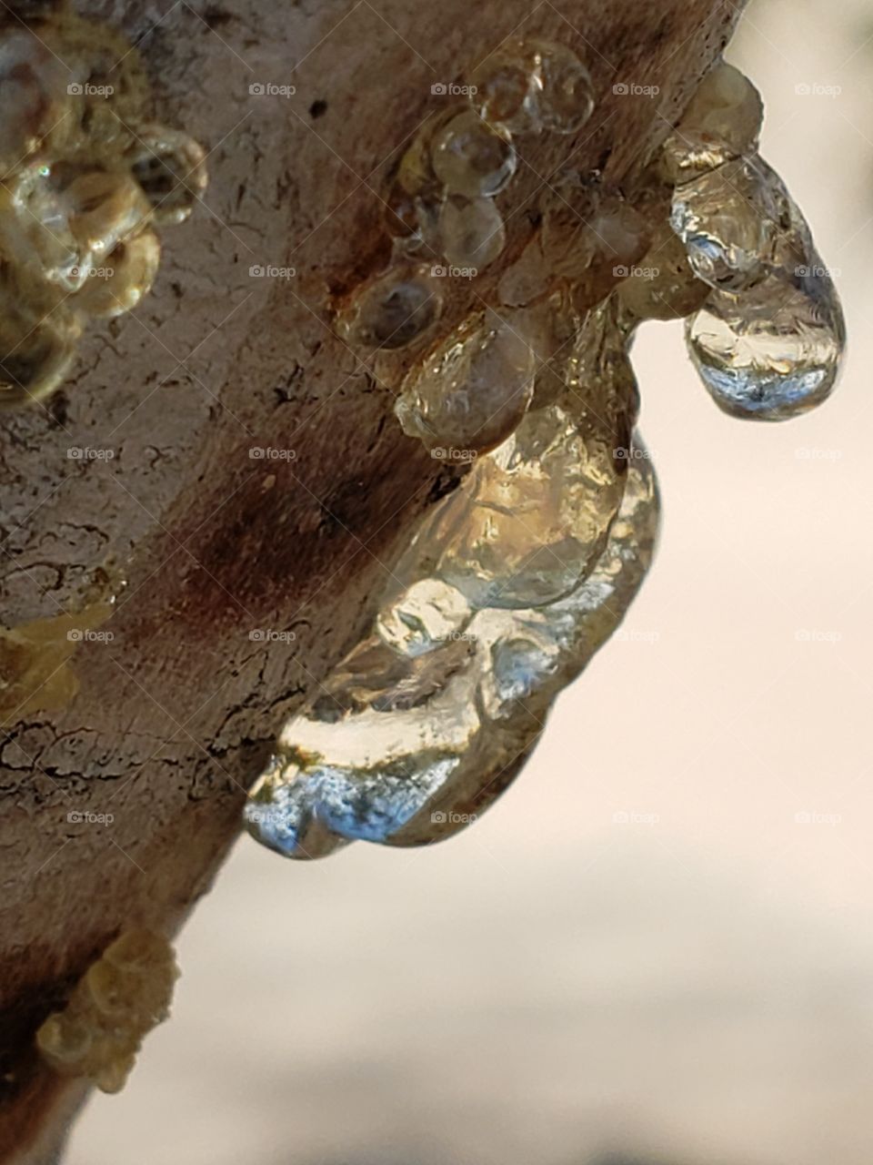 tree sap