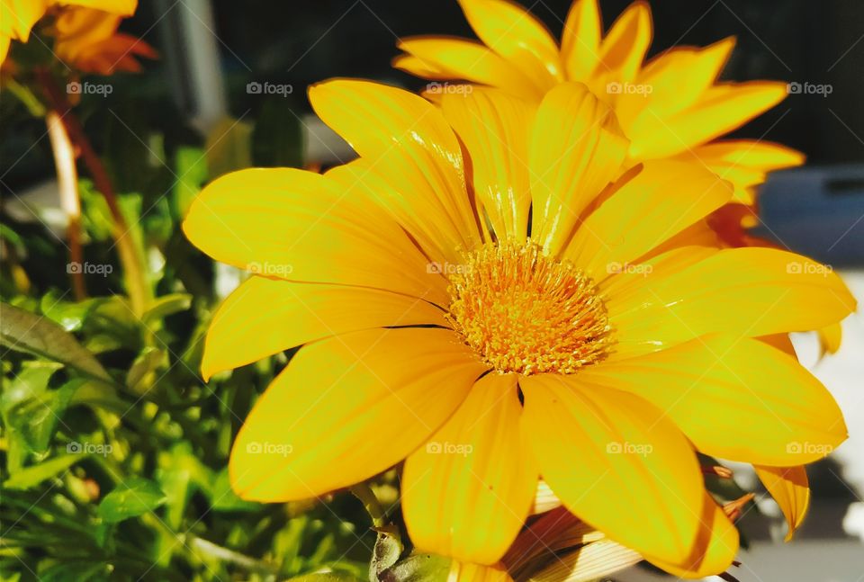 Beautiful Macro Shot