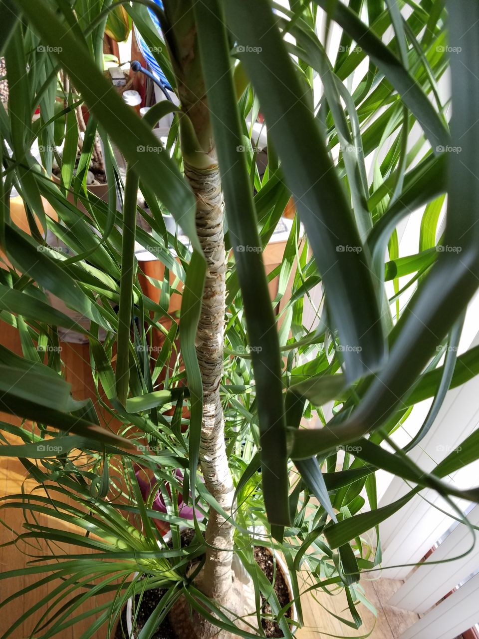 Stalk of Elephant Palm from inside