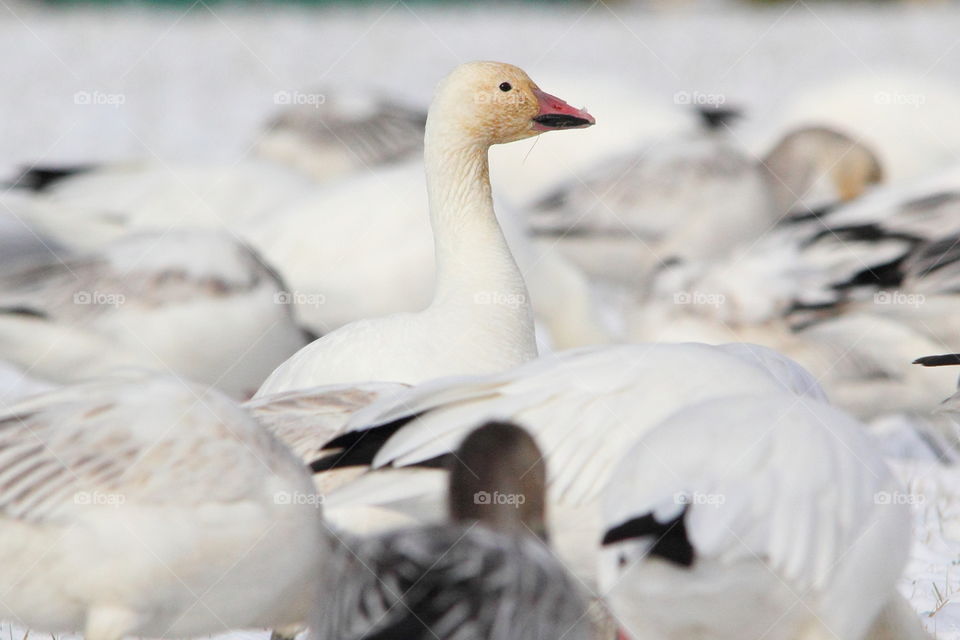 A leader snow goose 