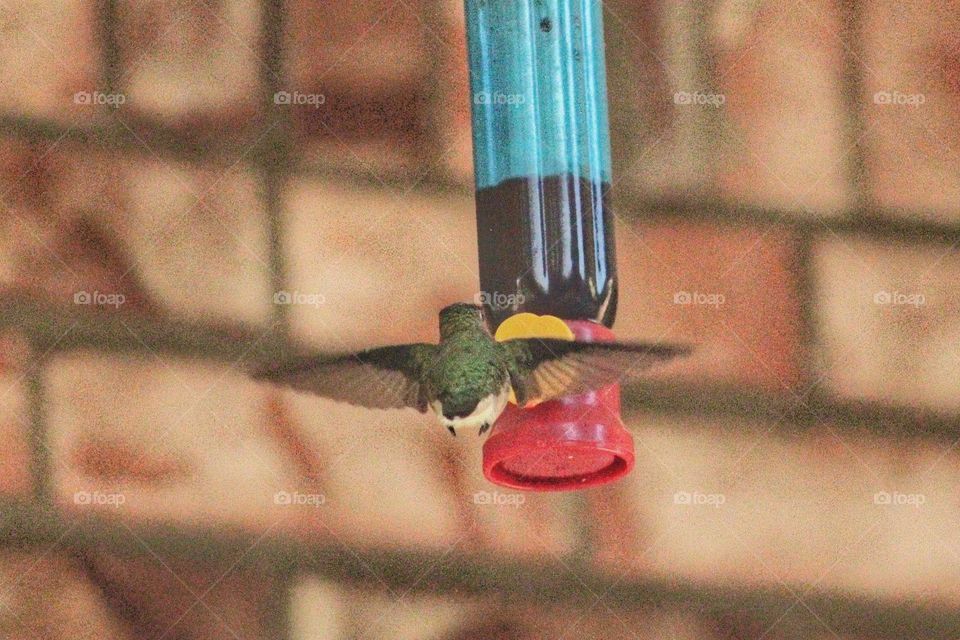 Hungry Hummer