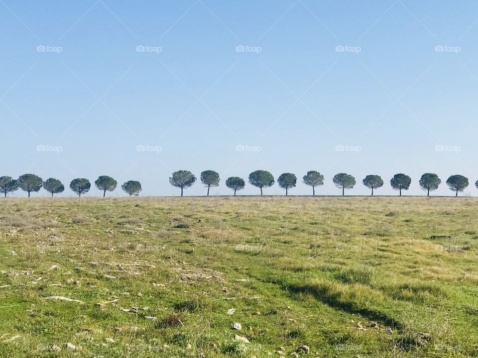 Trees, fields and sky