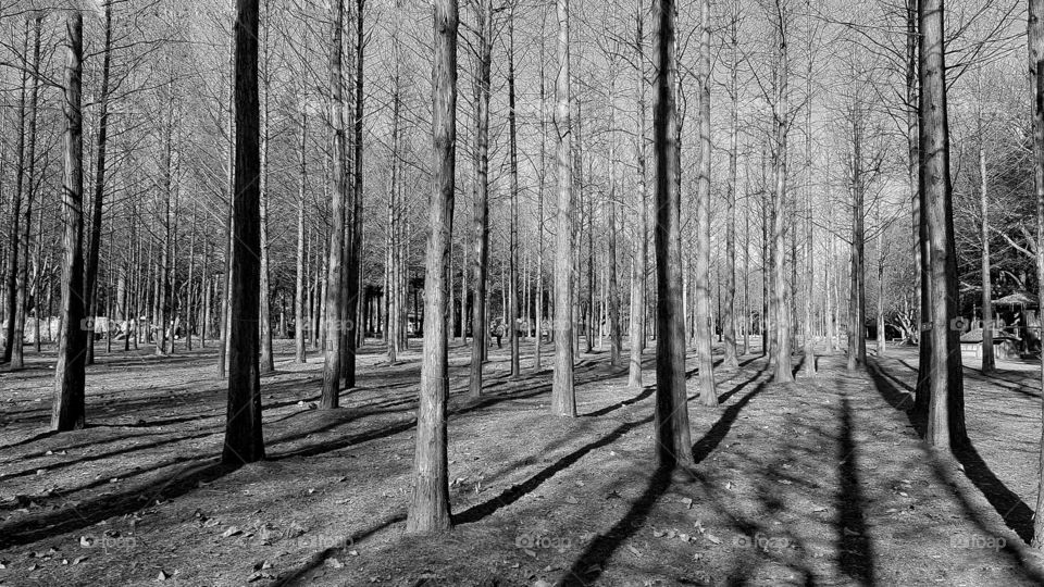 black and white autumn