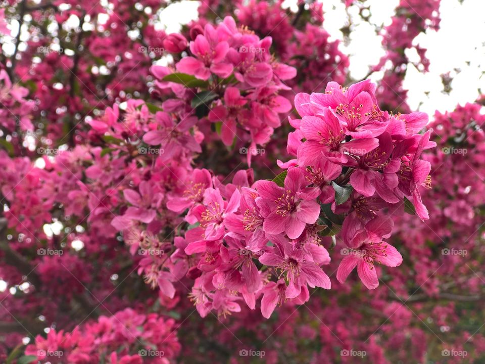 Pink Cherry Blossoms