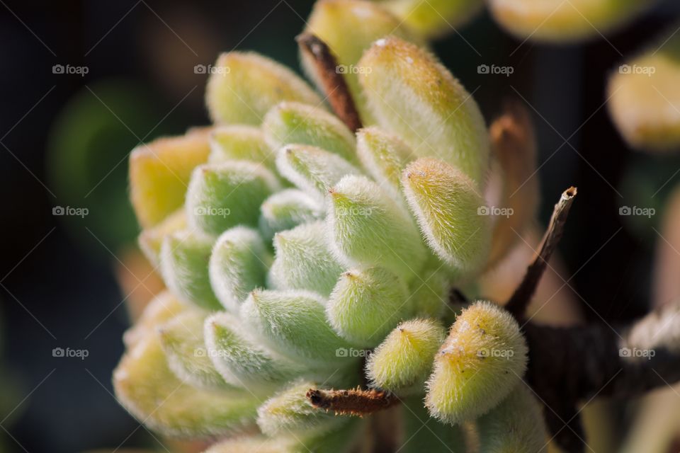 Softness of a succulent 