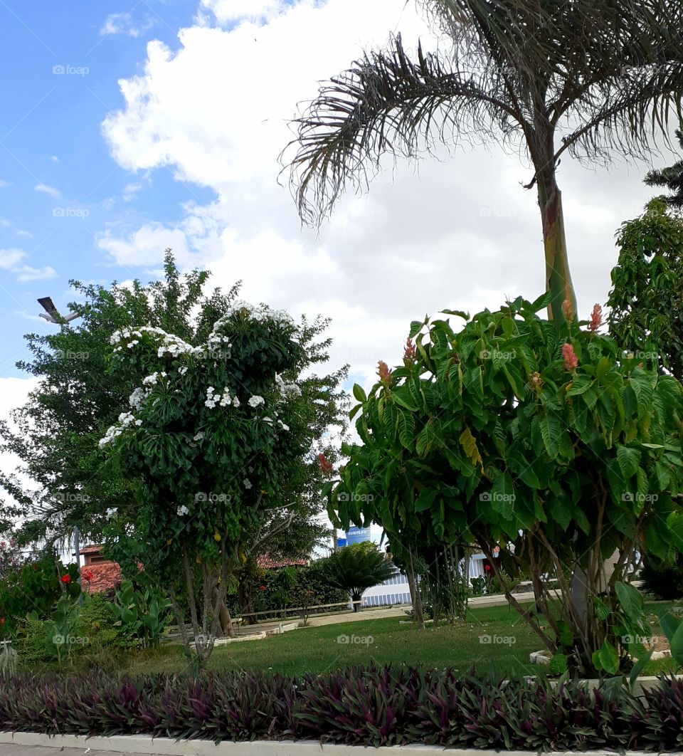 Primavera na cidade.