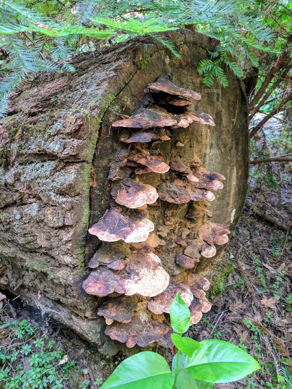 Fungi Tree