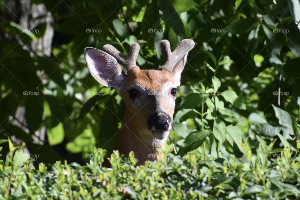 A deer growing in the bushes