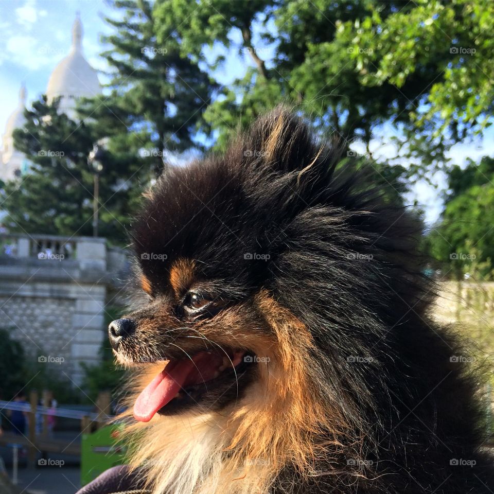 Close-up of a dog with mouth open
