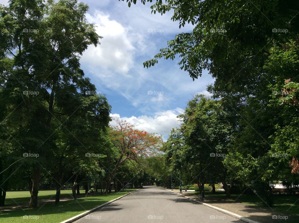 Road. Road in the garden