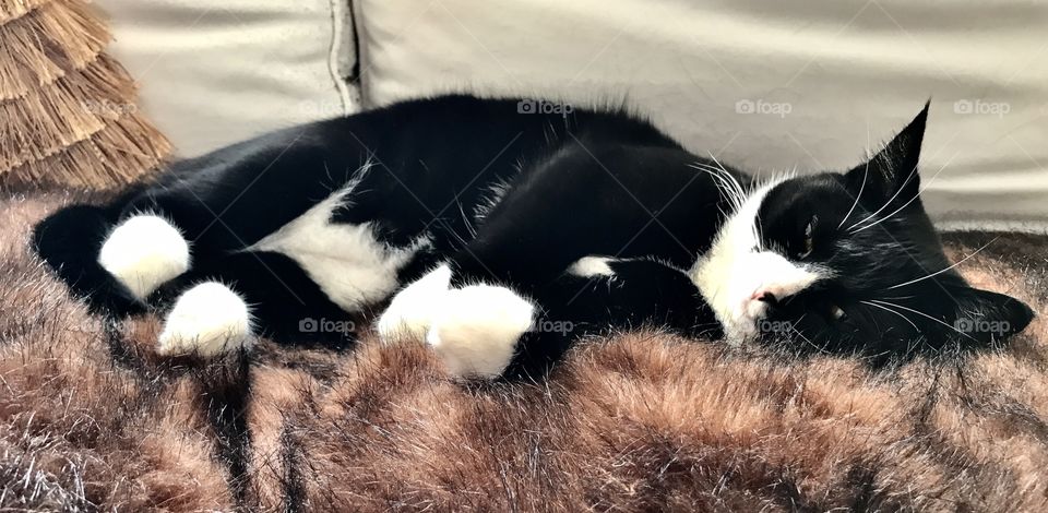 Little cat relaxes at her home with two catfriends and people.