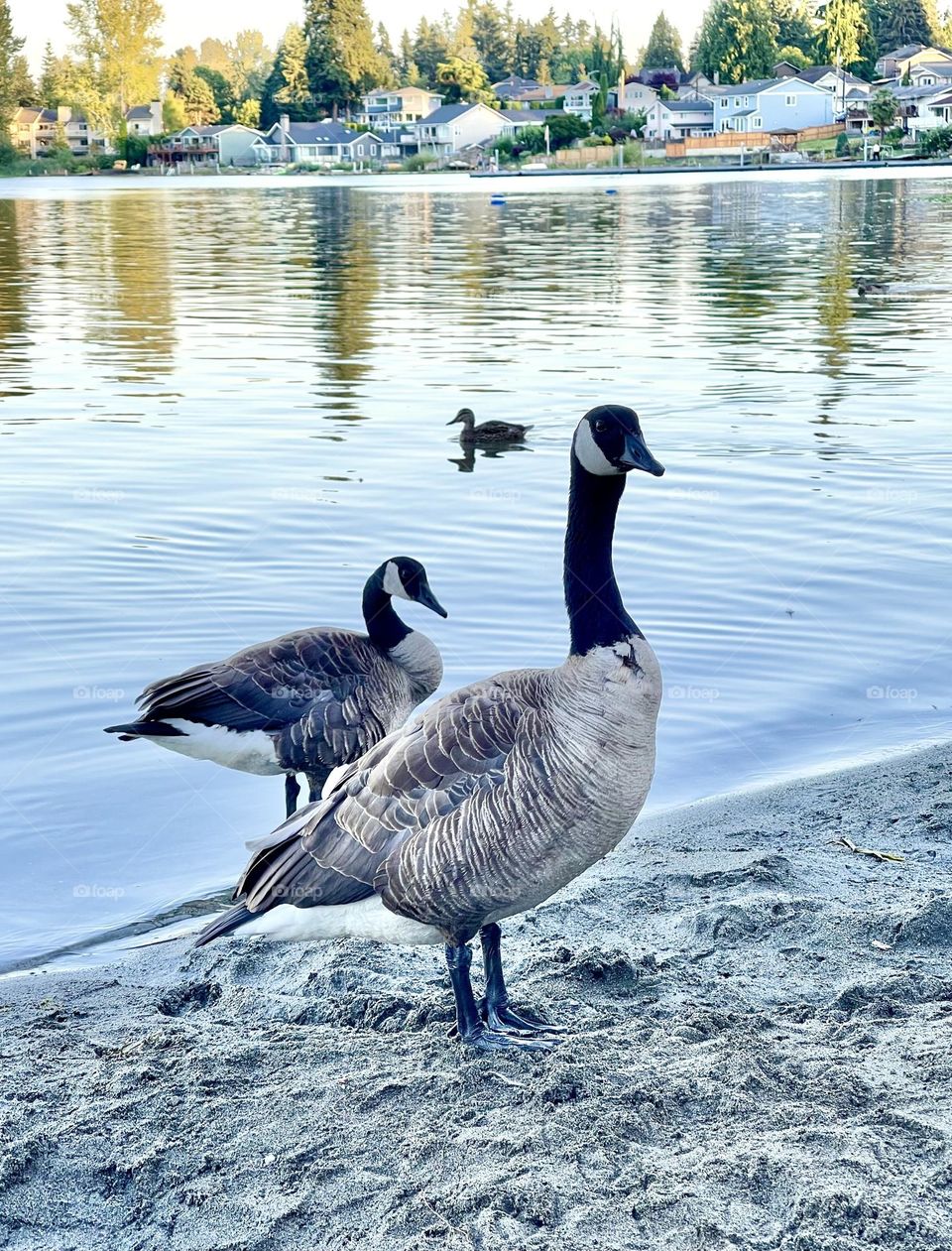 Geese on the bank of the lake