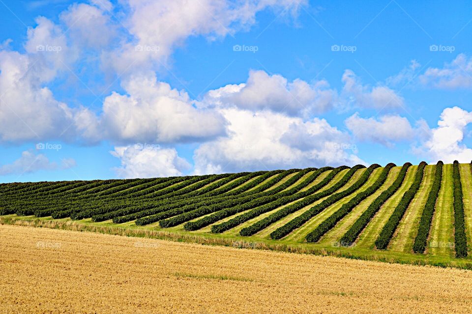 Nature's green lines!