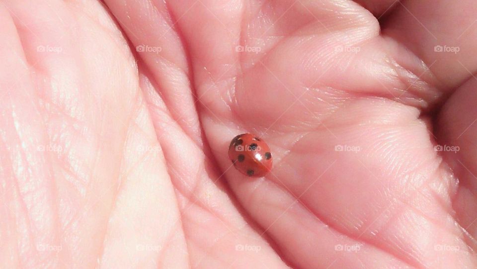 a red coccinelle