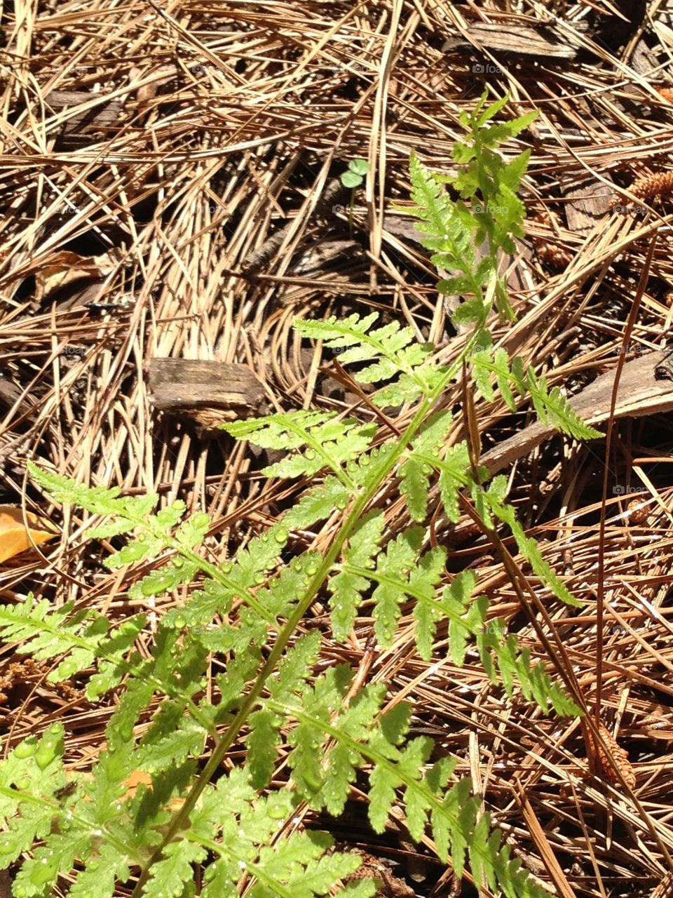 Spring fern