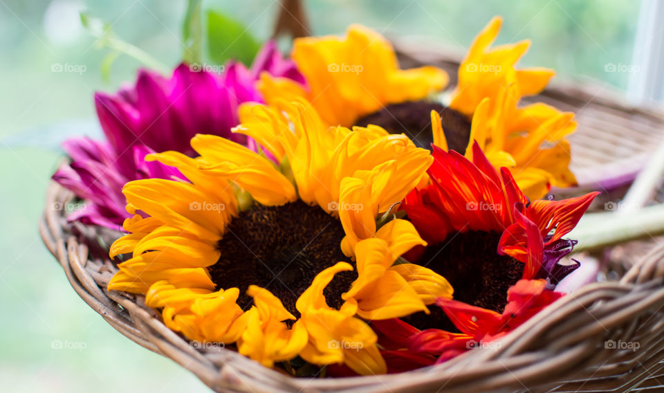 Colorful sunflower bouquet in basket cheerful floral art photography symbolic of wellness, health and happiness, sunflowers are yellow with pink and red dyed flowers