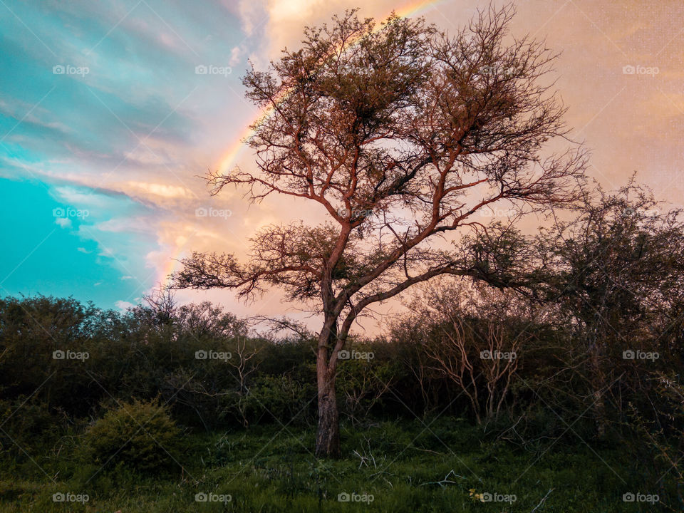 Beautiful tall thorn tree in the woods a few hours before dusk!