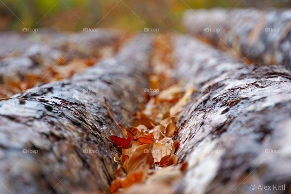 Stämme am Waldesrand