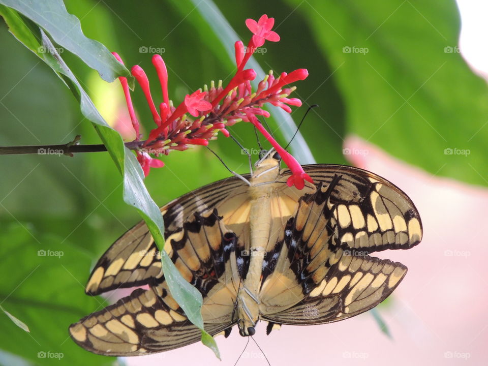 Butterfly mating in Brasília 