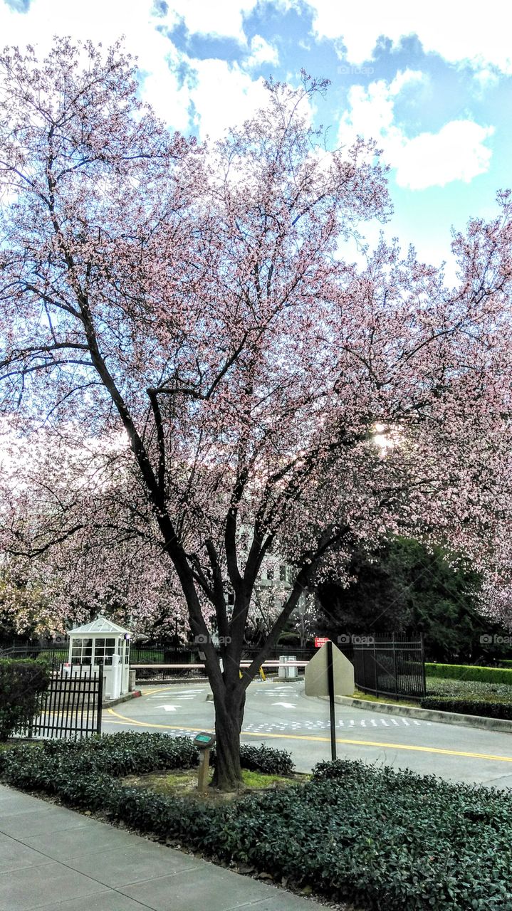 spring time at the State Capitol