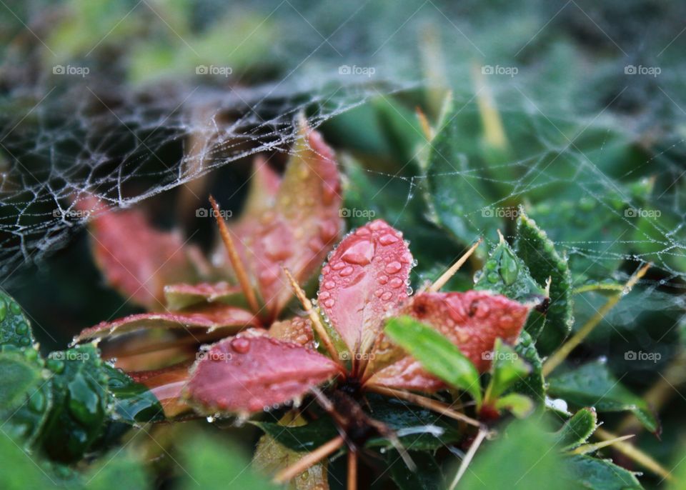 Leaves, spider webs, colors, autumn color,