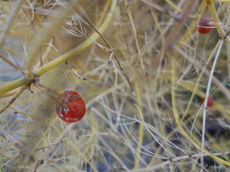 Red Fruit in Straw