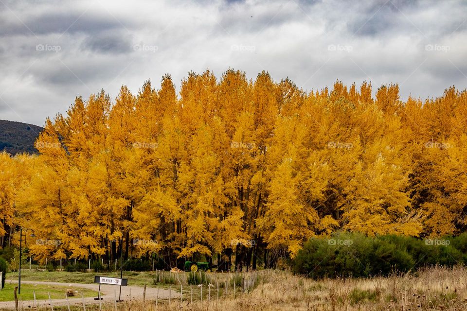 mas amarillo no se puede