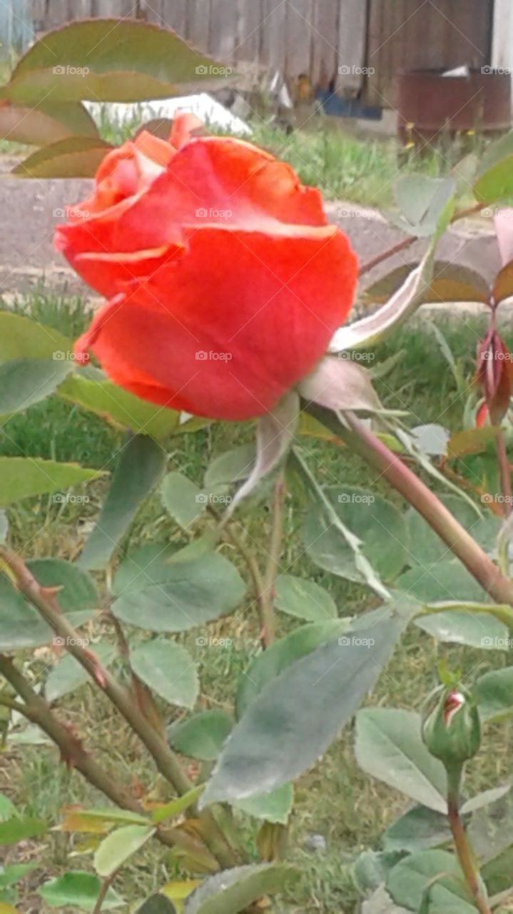 rose