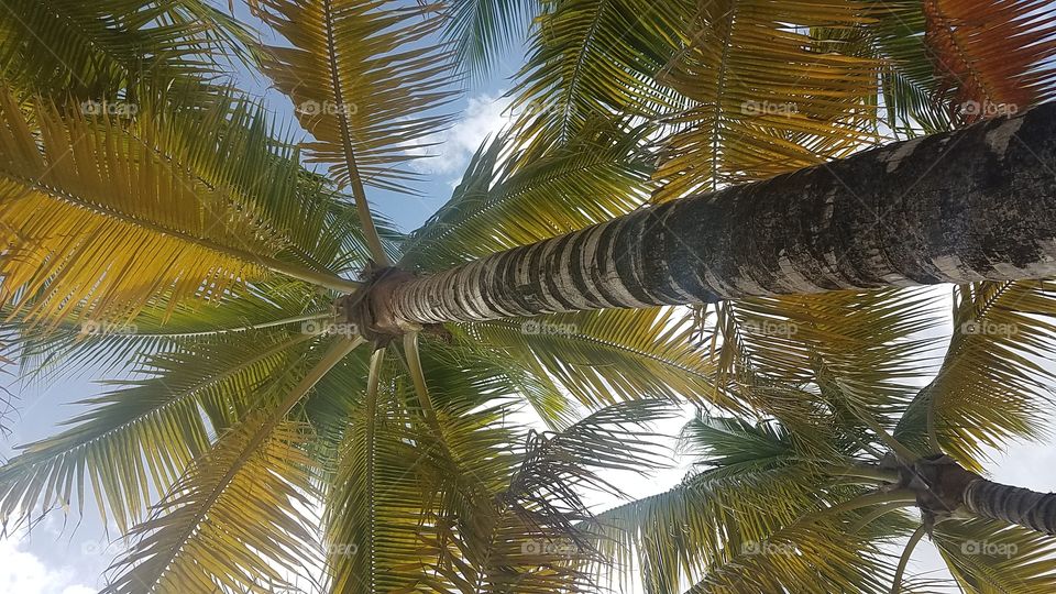 palm trees cozumel Mexico