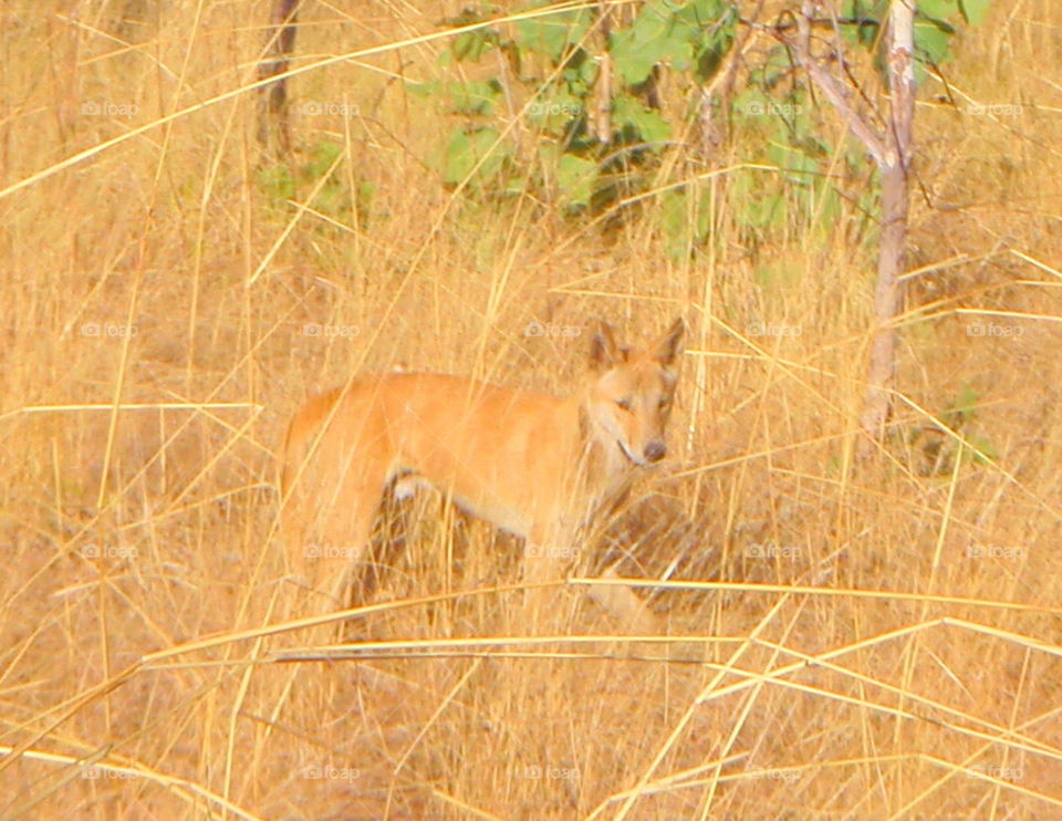 Wild Dingo, Australia.