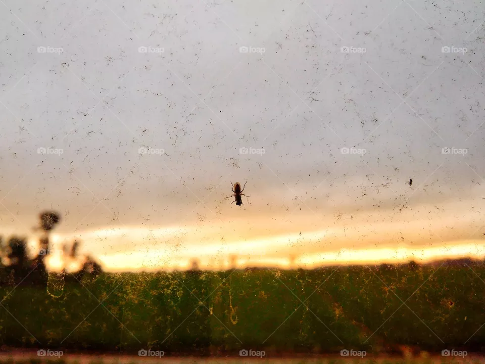 Fly