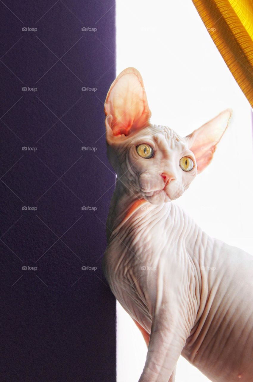 Sphynx 