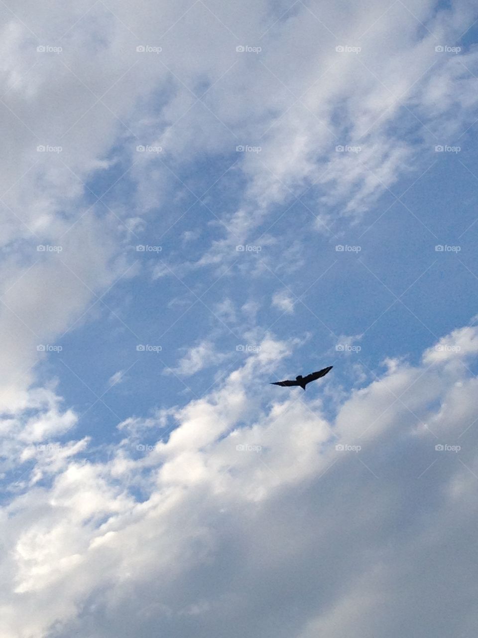 Bird flying high in the sky