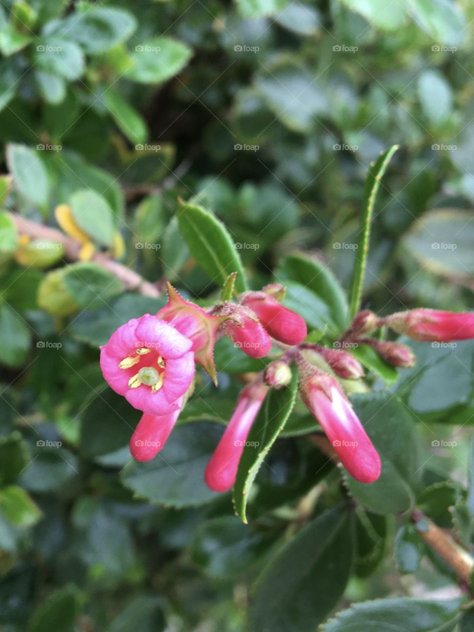 First blooming on bush