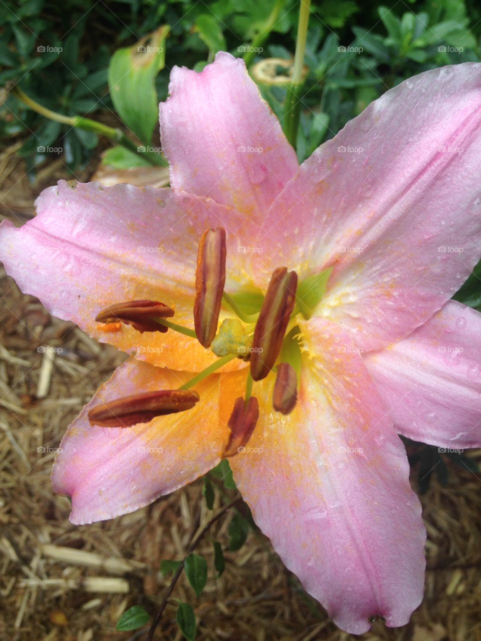 Pink Lilly flower
