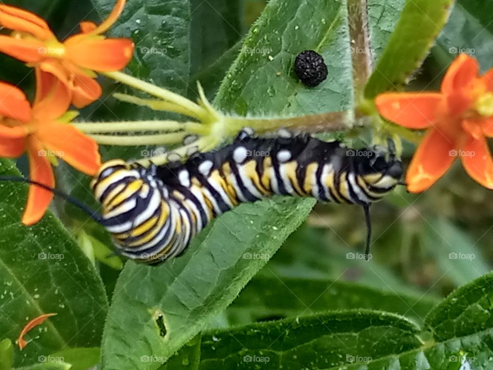 Monarch caterpillar on butterfly weed